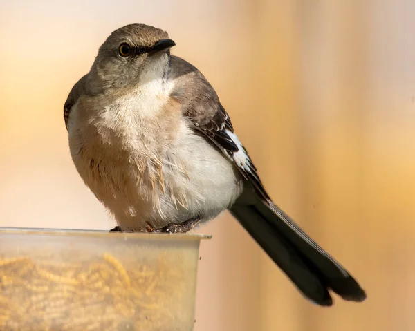 Spottvogel Sitzt Auf Einem Vogelfutterhäuschen Und Schaut Nach Rechts — Stockfoto