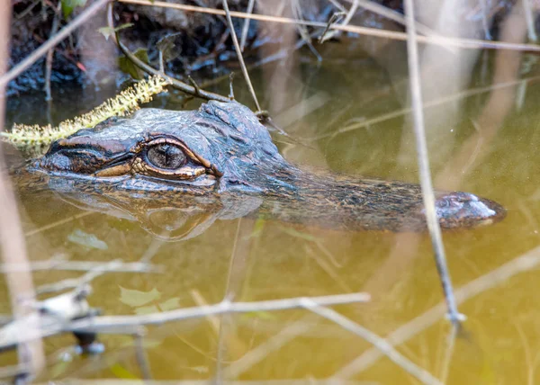 American Alligator Tête Assise Dessus Eau Dans Marais — Photo