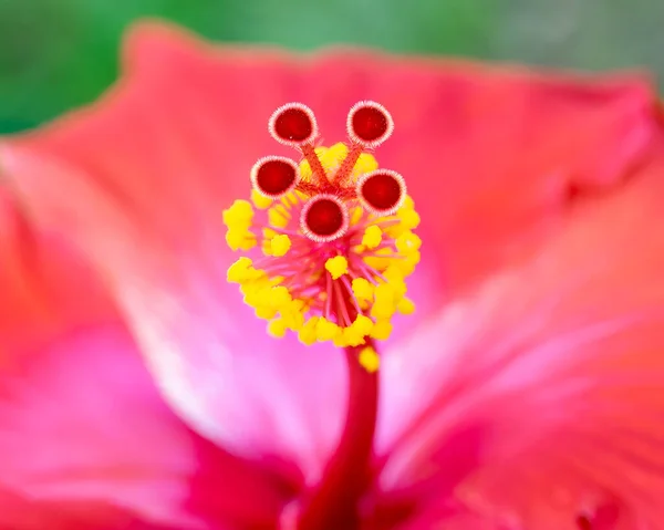 Gros Plan Macro Photographie Une Fleur Hibiscus — Photo