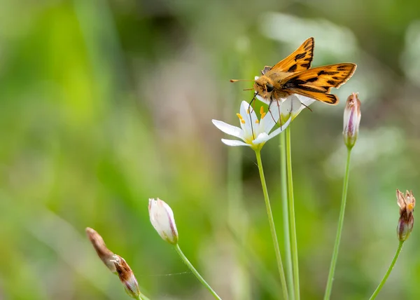 橙色的蛾栖息在花园里的一朵白花上 — 图库照片