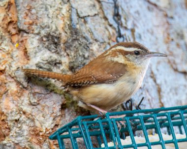 Carolina Wren bir kuş besleyicisinin üzerine tünedi..