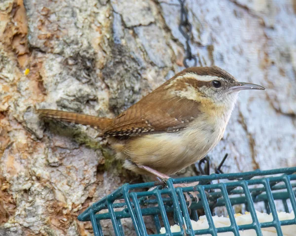 Carolina Wren Empoleirada Alimentador Pássaros Comendo Suet — Fotografia de Stock