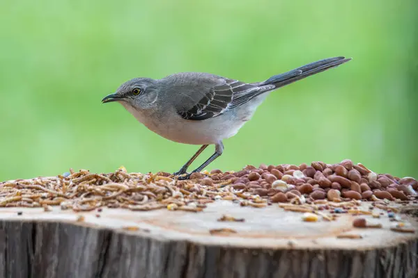 Mockingbird Sedí Kládě Dívá Ptačí Jídlo — Stock fotografie