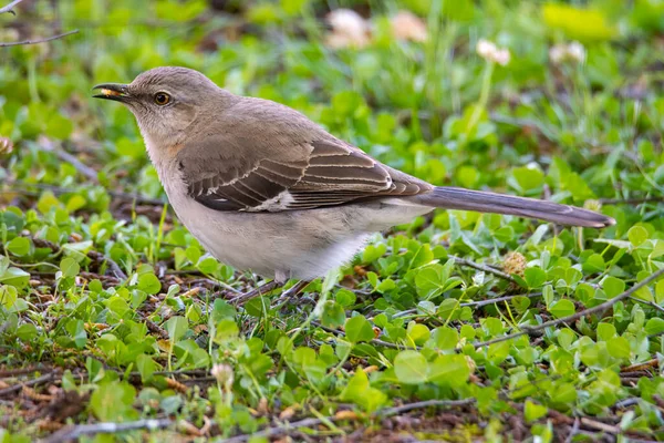 Mockingbird Perched Ground Eating Nut Looking Left — Stock Photo, Image