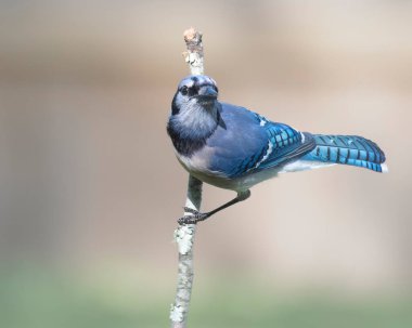 Ormandaki bir ağaç dalına tünemiş Mavi Jay.