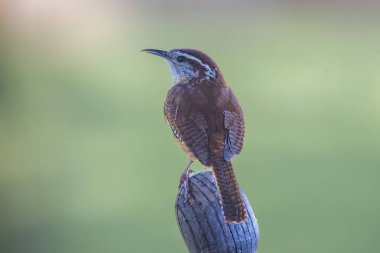 Carolina Wren Sola bakan bir sandalyeye tünedi.