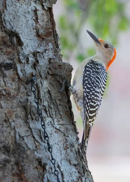 Red Bellied Woodpecker Perched Tree Trunk Looking Bird Food — Stock Photo, Image