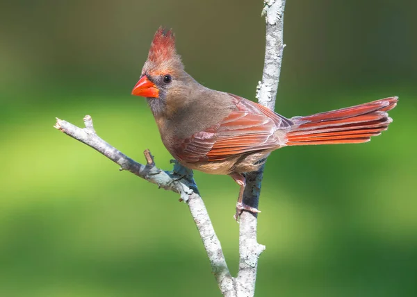 Female Cardinal Perched Tree Branch Woods — Stock Photo, Image
