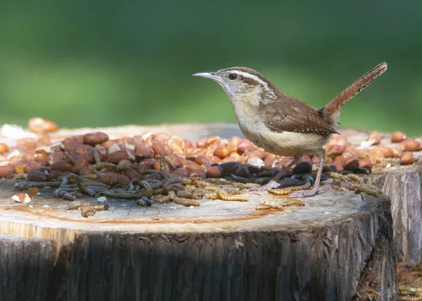 Carolina Wren Perched Bird Feeder Meal Worms — Stok fotoğraf