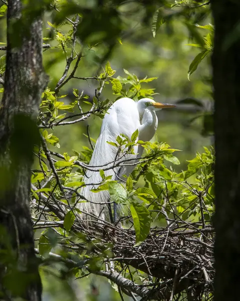 Egrets Nesting Tree Rookery — Stock Photo, Image