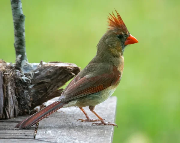 Female Cardinal Perched Table Looking Right — Stock Photo, Image