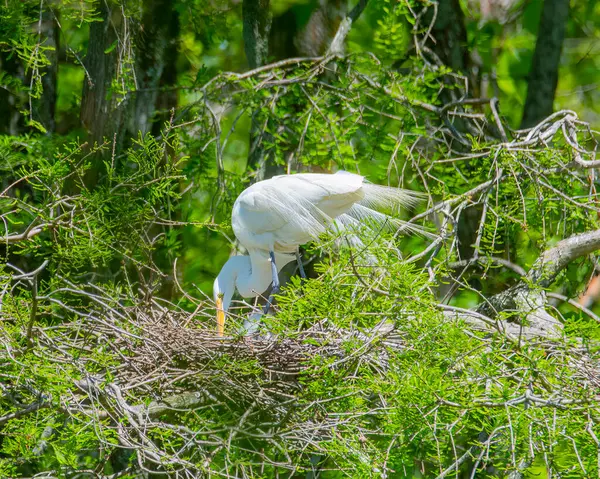 Egrets Häckande Ett Träd Rookery — Stockfoto