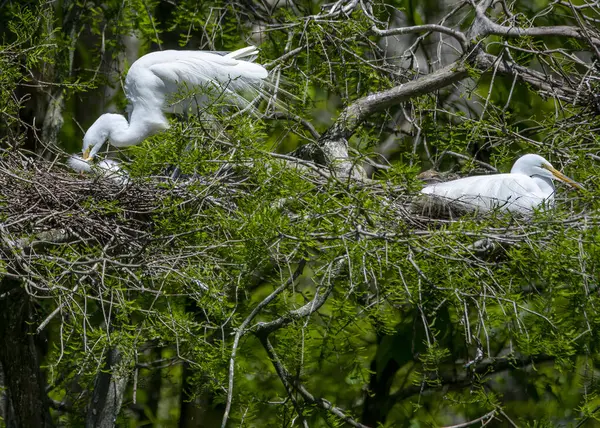 Egrets Nesting Tree Rookery — Stok fotoğraf