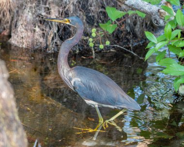 Tri-colored Heron wading in a swamp looking for prey.