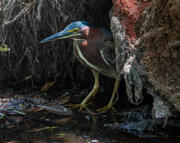Little Green Heron Fishing Edge Creek — Stockfoto
