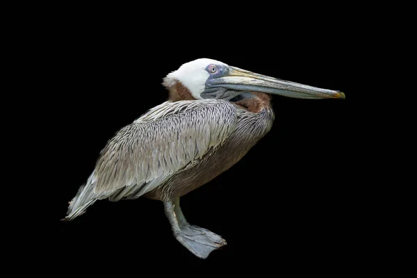 Pelicano Marrom Isolado Contra Fundo Preto — Fotografia de Stock