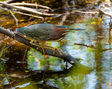 Little Green Heron fishing along the edge of a creek.