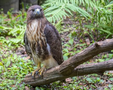 Kızıl Kuyruklu Şahin ağaç dalına tünemiş sağa bakıyordu..