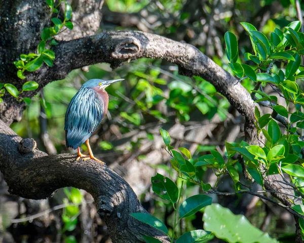 Little Green Heron Fishing Edge Creek — Stok fotoğraf