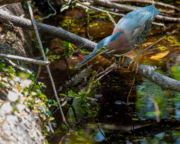 Little Green Heron Fishing Edge Creek — Fotografia de Stock
