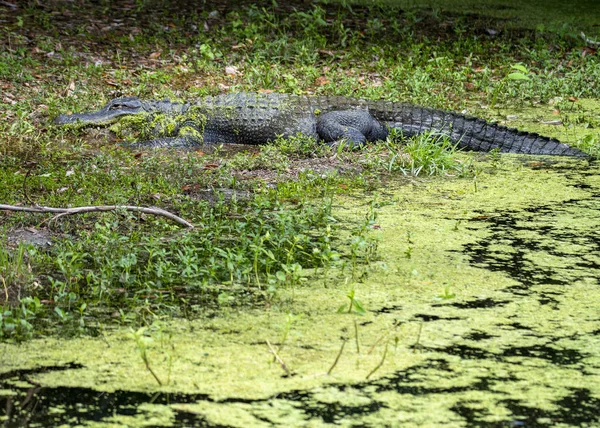 American Alligator Basking Sun Swamp — Stok fotoğraf