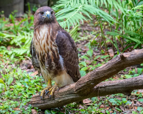 Red Tailed Hawk Perched Tree Branch Looking Right — Stock Photo, Image