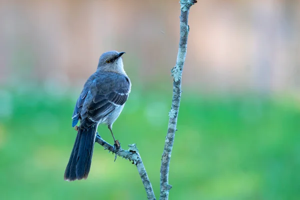 Mockingbird Σκαρφαλωμένο Ένα Κλαδί Trre Κοιτάζοντας Δεξιά — Φωτογραφία Αρχείου