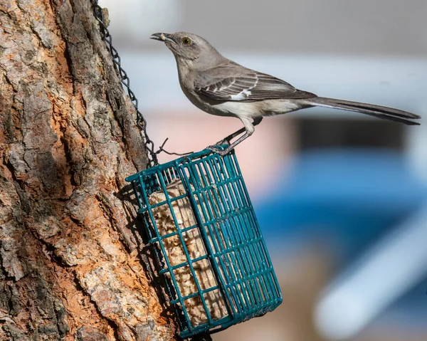 Alaycı Kuş Bir Trre Dalına Tünemiş Sola Bakıyor — Stok fotoğraf