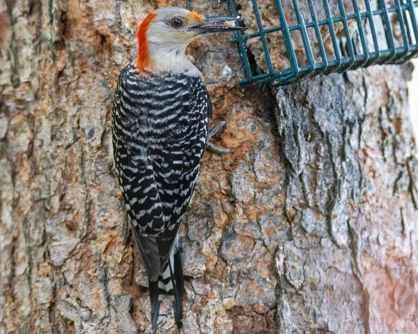 Rotbauchspecht Hockt Auf Einem Baumstamm Und Betrachtet Vogelfutter — Stockfoto