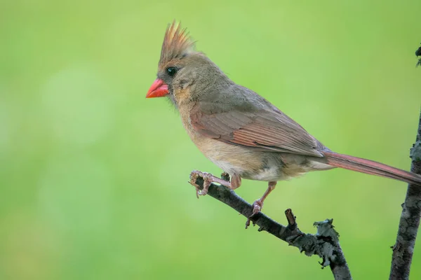 Cardinal Femelle Perché Sur Une Branche Arbre Dans Les Bois — Photo