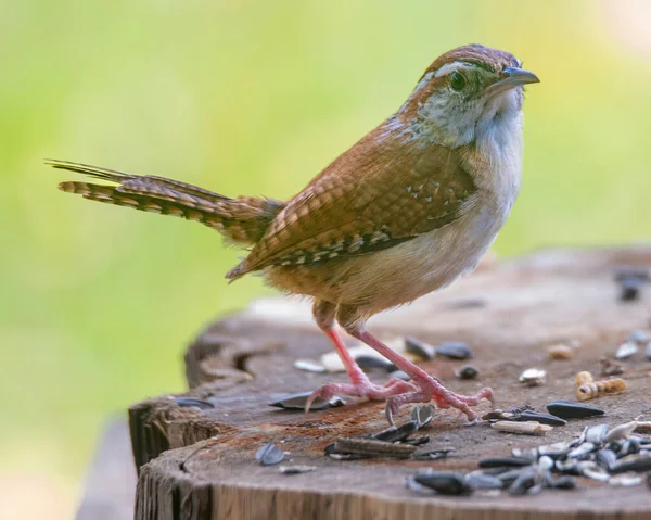 Carolina Wren Empoleirada Alimentador Aves Vermes Refeição — Fotografia de Stock