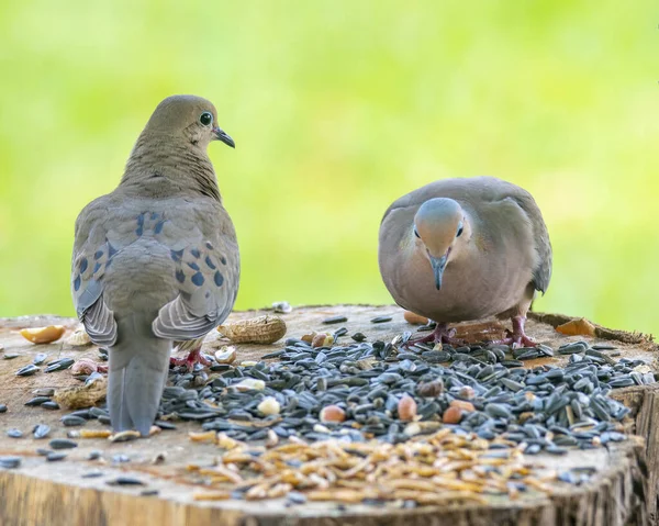 Пара Скорбящих Голубей Поедающих Корм Птиц Стоковое Изображение