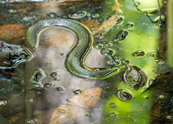 Water Snake Resting Edge Creek Waiting Orey — Stockfoto