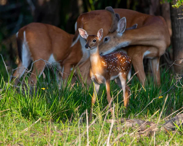 白尾鹿与一只小鹿在野外的一条自然小径上 — 图库照片