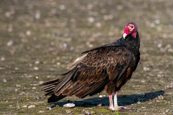 Turkey Vulture Ground Looking Left — Stock Photo, Image