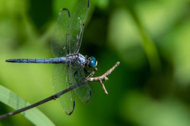 Dragonfly Head Close-up perched on a reed in a swamp.