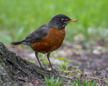 Amerikalı Robin ağaçta tünemiş, yiyecek solucan arıyor..