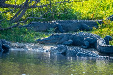 American Alligator basking in the sun on a log.