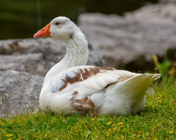 Greylag Goose Sentado Grama Olhando Para Esquerda — Fotografia de Stock