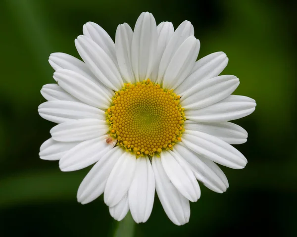 Daisy Closeup Blossom Contra Fundo Verde Campo — Fotografia de Stock