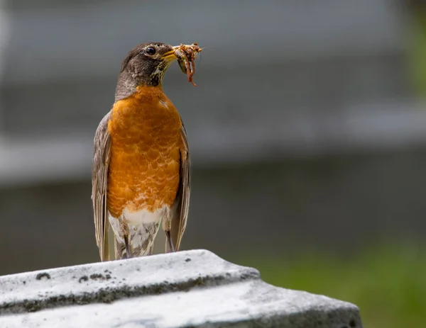 American Robin Perched Tree Looking Worm Eat — Stock Photo, Image