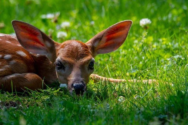 白尾鹿Fawn躺在草地上看着摄像机 — 图库照片