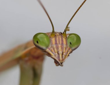 Peygamber devesi kafası yüzünü gösteren makro görüntüyü kapat.