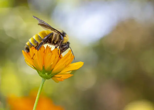 Abeille Miel Sur Une Fleur Recueillant Pollen Pour Fabrication Miel — Photo