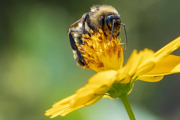 Honigbiene Auf Einer Blume Sammelt Pollen Für Die Honigherstellung — Stockfoto