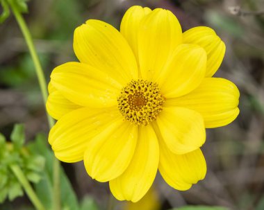 Alandaki yeşil arka plana karşı Daisy Kapanış Çiçeği.