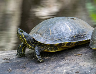 Cooter turtle basking in the sun on a log.