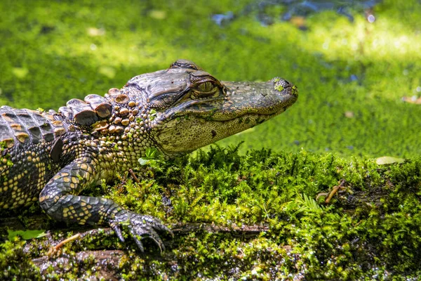 American Alligator Head Siedzi Nad Wodą Bagnie — Zdjęcie stockowe