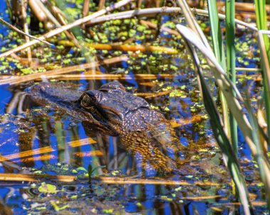 Amerikan Timsah Başı bir bataklıkta suyun üzerinde oturuyor..