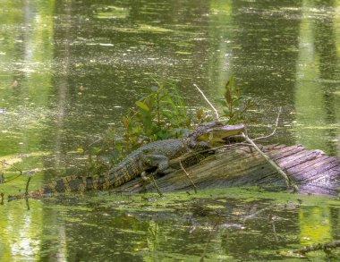 American Alligator basking in the sun on a log.